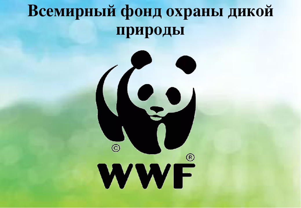 Изображение какого животного является эмблемой всемирного фонда дикой природы евразия